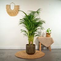 Palma Areca - Ø21cm - 110cm (Dypsis Lutescens)-2