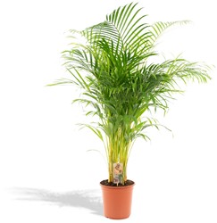 Areca palm - Ø21cm - 130cm