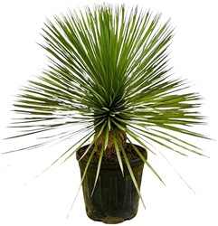 Yucca Rostrata con fusto - 70 cm - Ø27