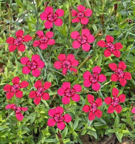 Garofanino Minore Rosso (Dianthus Deltoides)