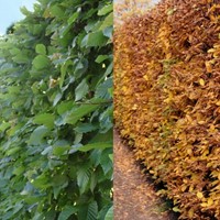 Beukenhaag (Fagus Sylvatica) 10x-2