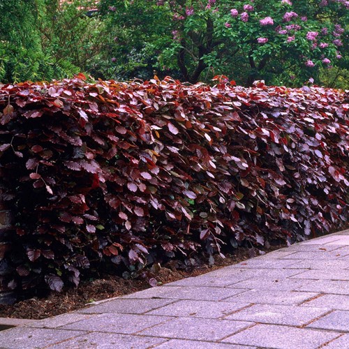 Faggio rosso - Fagus Sylvatica