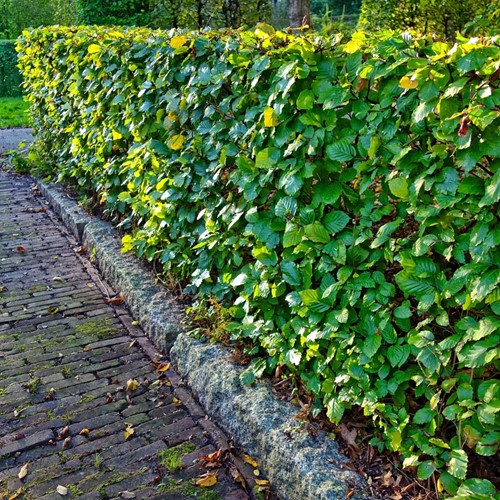 Beukenhaag (Fagus Sylvatica) 10x