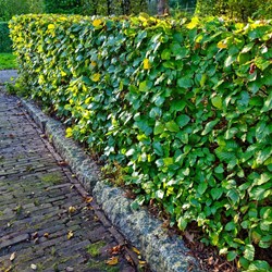 Beukenhaag (Fagus Sylvatica) 40-60cm