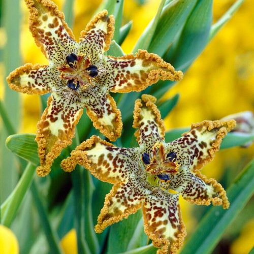 Ferraria Crispa – Iris stella marina