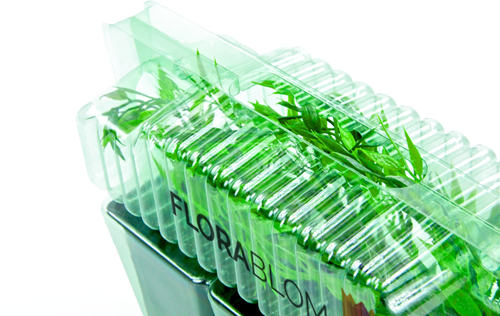 Viburno - Palla di Neve (Viburnum Davidii)-2