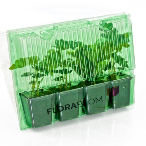 Stellina Odorosa - Galium odoratum-1