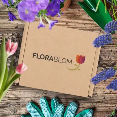 Greengift Girasole – 40 pezzi in espositor da banco-3