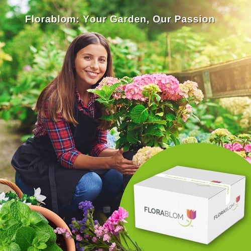 Fico Brown Turkey - Ficus Carica-3
