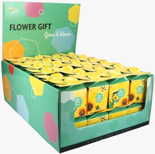 Buzzy Flower Gift Girasole - Helianthus (Display 48x)