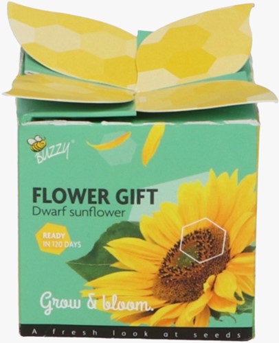 Buzzy Flower Gift Girasole - Helianthus (1 confezione regalo)