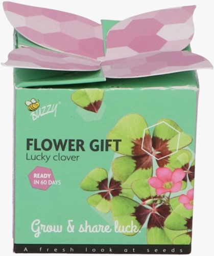Buzzy Flower Gift - Trifoglio a 4 Foglie - Trifolium (1 confezione regalo)