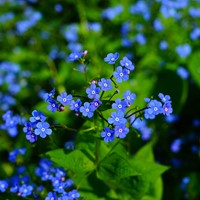 Nontiscordardimé - Myosotis bustine di semi di semi di fiore personalizzate 2.000 pezzi-3