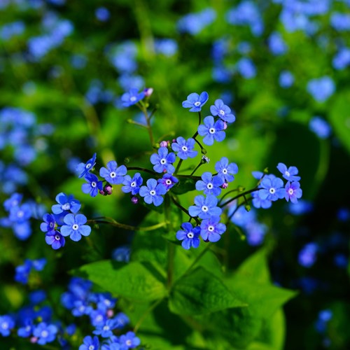 Vergeet-mij-Niet - Myosotis zakjes persoonlijk bedrukt - 500 stuks-3