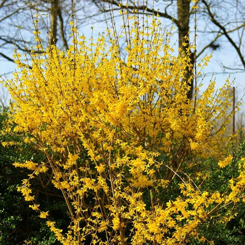 Forsizia di Zabel Spectabilis - Forsythia intermedia