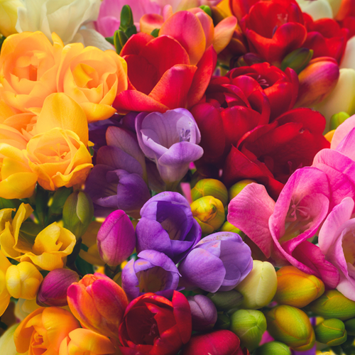 Fresia Double Mix - Freesia