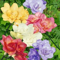 Fresia Double Mix - Freesia