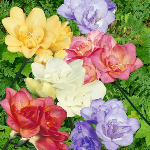 Fresia Double Mix - Freesia