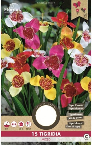 Assortimento Freesia tigridia - Fiore Tigre