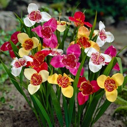 Assortimento Freesia tigridia - Fiore Tigre