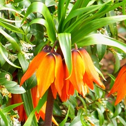 Fritillaria imperialis aurora - Corona imperiale