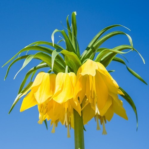 Fritillaria Imperialis Lutea - Corona Imperiale