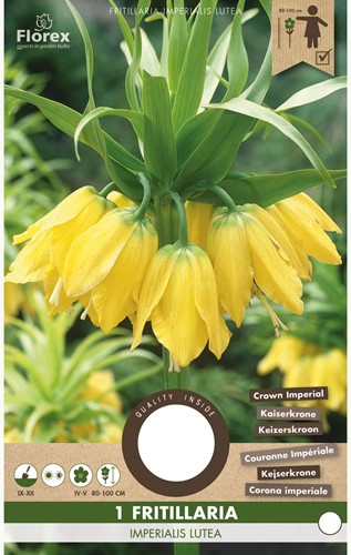 Fritillaria imperialis Lutea - Keizerskroon-2