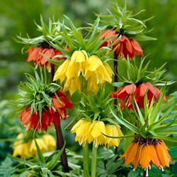 Assortimento Corona imperiale - Fritillaria imperialis