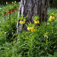 Assortimento Corona imperiale - Fritillaria imperialis-2