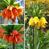 Assortimento Corona imperiale - Fritillaria imperialis