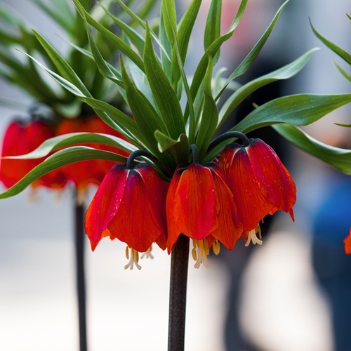 Corona Imperiale Rubra Maxima - Fritillaria