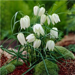 Fritillaria Meleagris Alba 'testa di serpente'