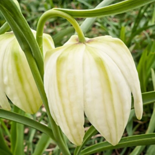 Fritillaria Meleagris Alba 'testa di serpente'