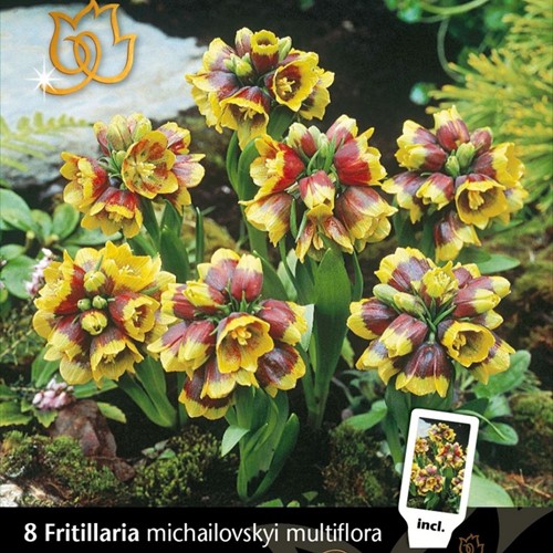 Fritillaria Michailovsky - Corona Imperiale