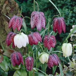 Fritillaria meleagris - Corona imperiale, Testa di serpente
