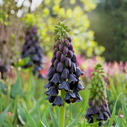 Corona Imperiale - Fritillaria Persica (Confezione grande)