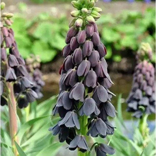 Corona Imperiale XL - Fritillaria Persica