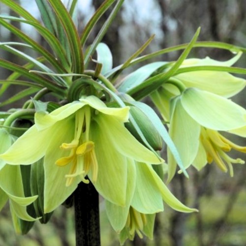 Fritillaria raddeana - Corona imperiale