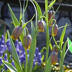 Corona Imperiale Uva-Vulpis - Fritillaria persica