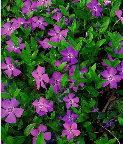 Pervinca Minore 'Atropurpurea' (Vinca minor) (Confezione da 6)