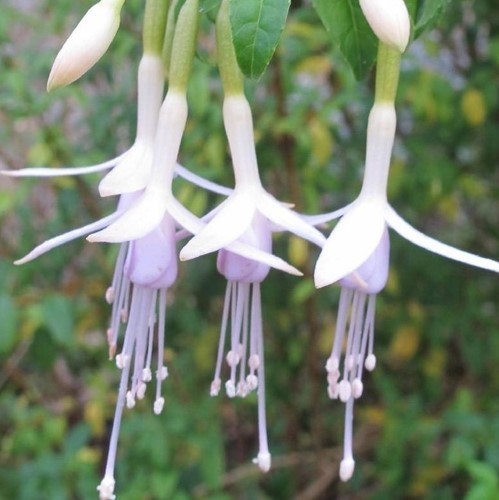 Fuchsia Magellanica Alba – Fucsia Magellanica (Confezione da sei)