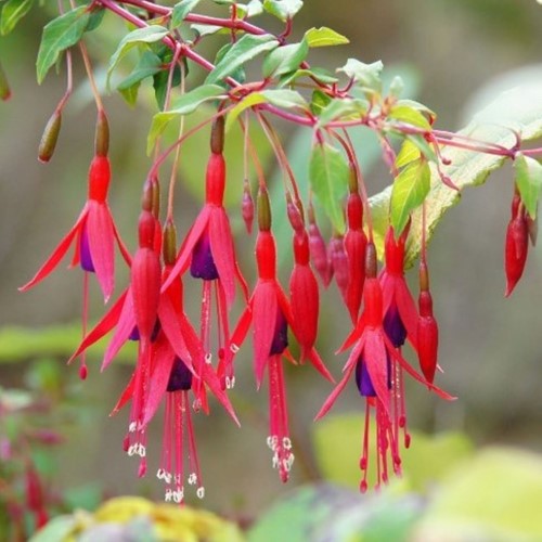 Fuchsia magellanica Riccartonii – Fucsia (Confezione da Sei)