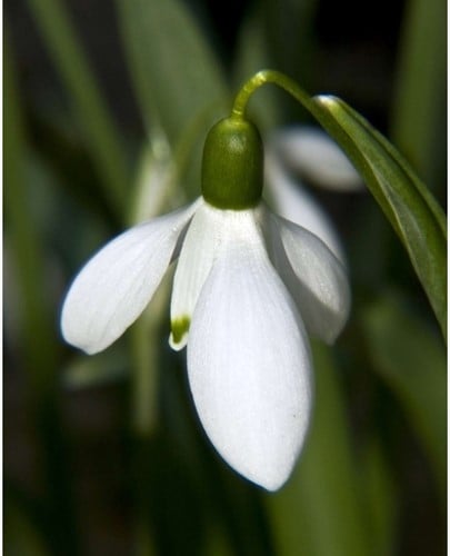 Bucaneve Elwesii (Galanthus)