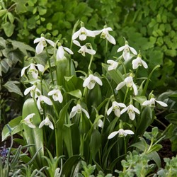 Sneeuwklokjes Elwesii - Galanthus