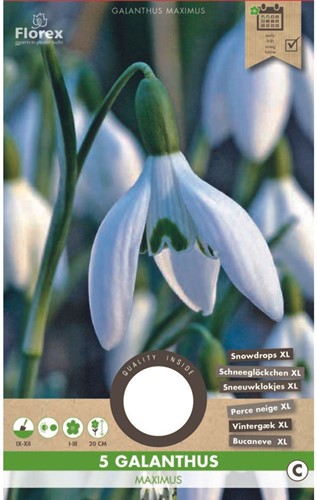 Galanthus Maximus – Bucaneve