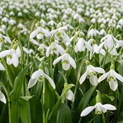 Galanthus woronowii - Bucaneve di Voronov (Confezione grande)