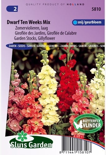 Estate Violier Nano dieci settimane Mix (Matthiola)