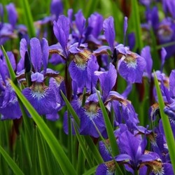 Iris germanica Alcázar - Giaggiolo maggiore (confezine di 3)