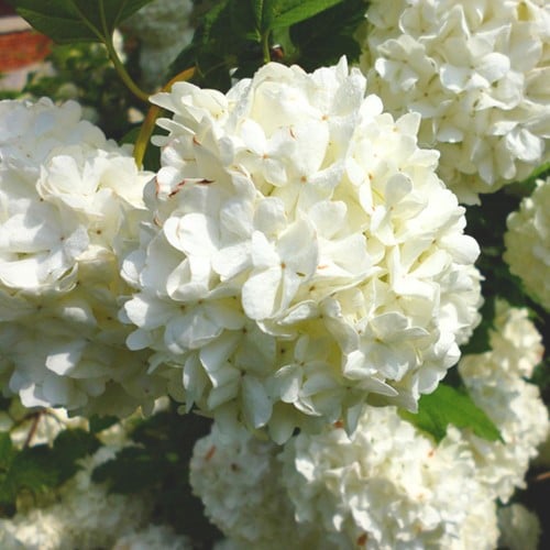 Viburno 'Roseum' (Viburnum Opulus)