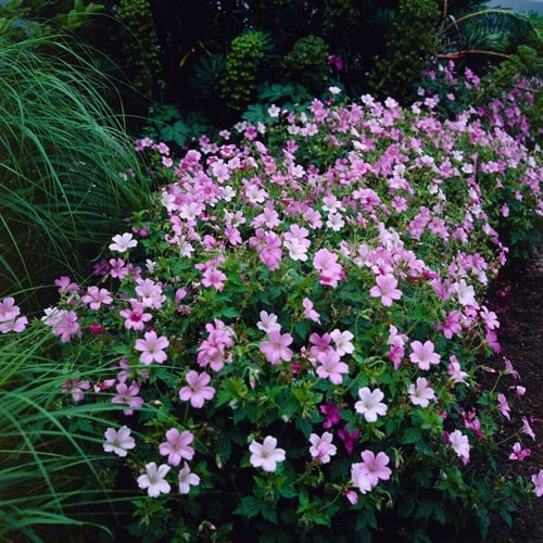 Geranium endressii – Geranio